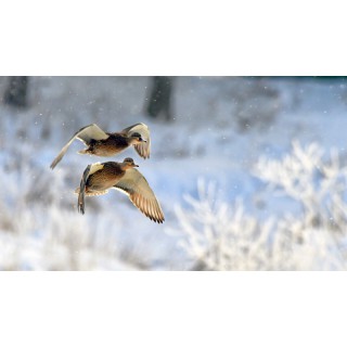 Зимние соревнования по спортивной орнитологии - фото - 39