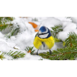 Зимние соревнования по спортивной орнитологии - фото - 45