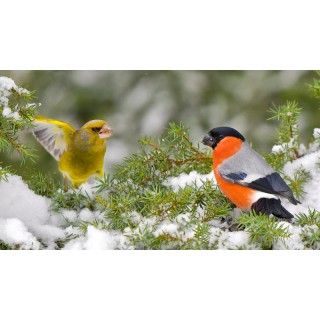 Зимние соревнования по спортивной орнитологии - фото - 40