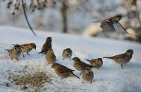 всероссийская акция «Покормите птиц» стартует в национальном парке «Смоленское Поозерье» - фото - 1
