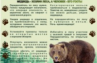 13 декабря в России отмечается День медведя - фото - 4