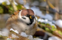 15 января в России отмечается День зимующих птиц - фото - 4