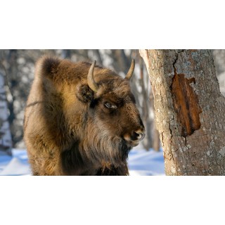 Зимняя экскурсия «На встречу с лесными великанами» - фото - 20