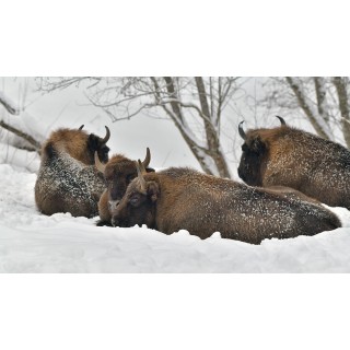 Зимняя экскурсия «На встречу с лесными великанами» - фото - 23