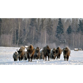 Зимняя экскурсия «На встречу с лесными великанами» - фото - 21