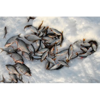 Подлёдная рыбалка - фото - 9