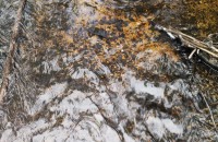 в период с 4 по 9 июня в национальном парке «Смоленское Поозерье» проходили исследования низших позвоночных - фото - 5