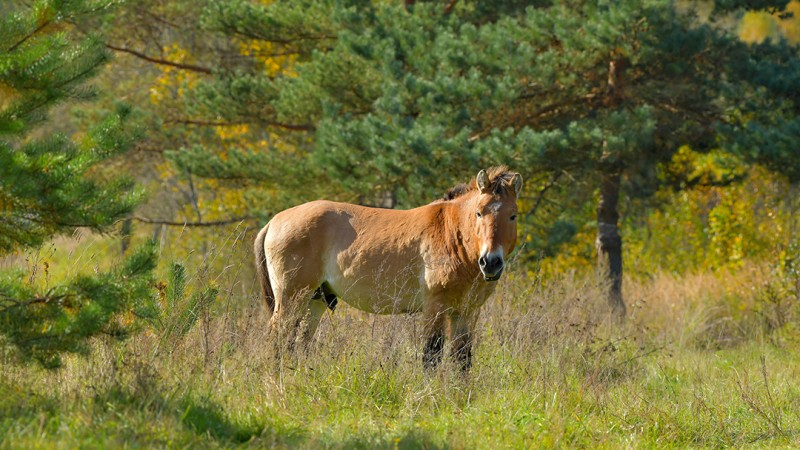 К лошадям Пржевальского - фото - 7