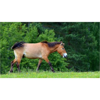 К лошадям Пржевальского - фото - 1