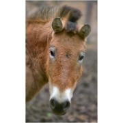 К лошадям Пржевальского - фото - 15