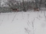 03-02-2024-kosuli-d-shuga