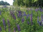 05-06-2023-lyupin-massovo