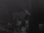 06060030-lo-s-2-losyatami