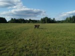 10-06-2023-zubr-na-podkor