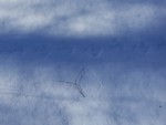 20240219_112527-gluhar