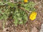 20260429_oduvanchik-nacha