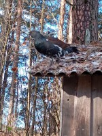 gluhar-p-przhevalskoe-img