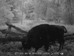 imag0001-zu-2-cheshitsya-