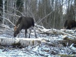 imag0003-lo-samka-i-telen