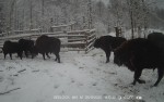 imag0003-zu-6-stado-0-003