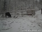 imag0004-zu-i-kormushka-0