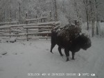 imag0006-zu-i-stado-0