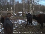 imag0006-zu-tri-0-002776-