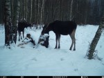 imag0007-lo-samka-i-telen