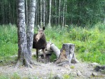 imag0009-lo-samka-0-mov_s