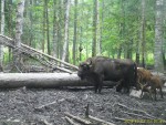 imag0012-zu-i-3-telenka-0