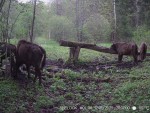 imag0013-zu-5-0-000601-15