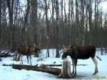 imag0016-lo-dva-linyayut-