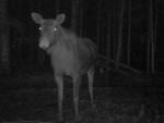 imag0016-lo-samka-0-00003