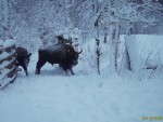 imag0016-zu-cheshitsya-0-