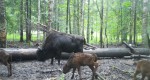 imag0017-zu-i-3-telenka-0