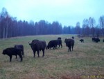 imag0017-zu-stado-0-mov_s