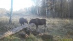 imag0027-lo-samka-i-2-tel