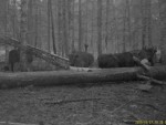imag0027-zu-stado-0-mov_s