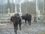 imag0029-zu-novoe-stado-0
