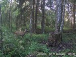 imag0030-ks-kozel-0-00011
