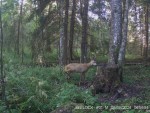 imag0030-ks-kozel-0-00042