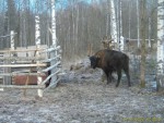 imag0030-zu-novoe-stado-0