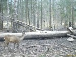 imag0031-ks-samka-0-mov_s