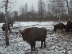 imag0031-zu-stado-0-00205