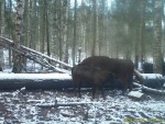 imag0031-zu-vzroslye-gony