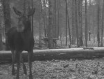 imag0038-lo-0-mov_snapsho