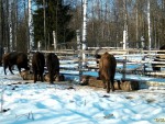 imag0038-mov_snapshot_00-
