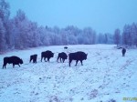 imag0039-zu-stado-i-molod