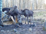 imag0040-lo-samka-i-2-tel