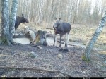 imag0041-lo-samka-i-bycho